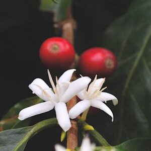 BIOFERTILIZANTES