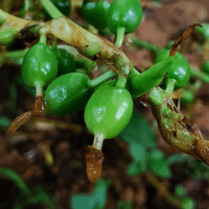 FERTILIZANTES HIDROSOLUBLES