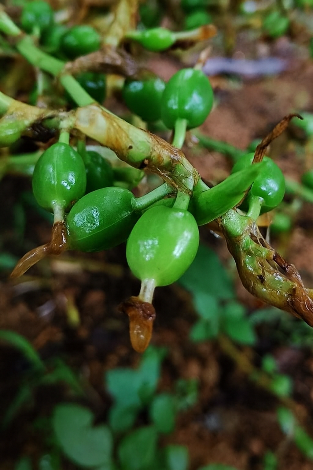 FERTILIZANTES HIDROSOLUBLES